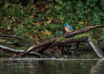 Der Eisvogel – Vogelfoto von Stefan Berghoff
