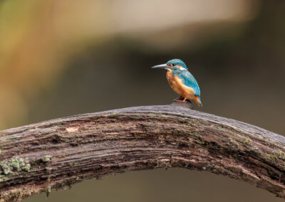 Der Eisvogel – Vogelfoto von Stefan Berghoff
