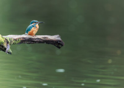 Der Eisvogel – Vogelfoto von Stefan Berghoff