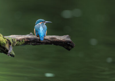 Der Eisvogel – Vogelfoto von Stefan Berghoff
