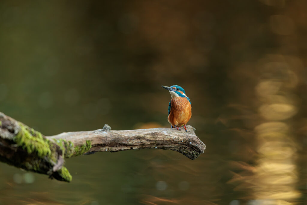 Eisvogel auf einem Ast