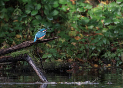 Der Eisvogel – Vogelfoto von Stefan Berghoff