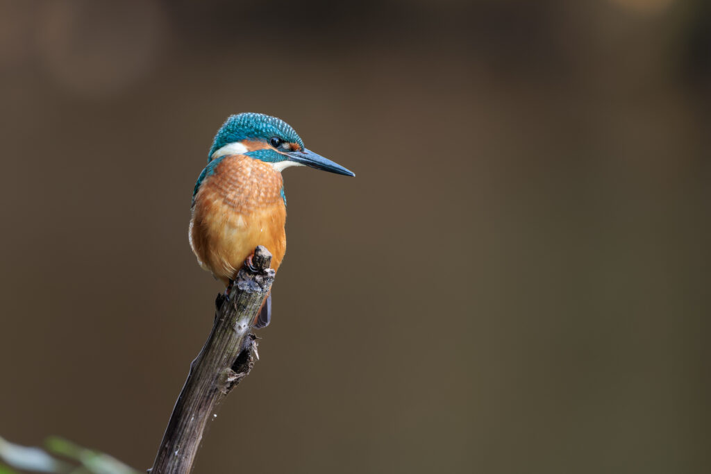 Der Eisvogel sitzt auf seinem Ansitzast über dem Fluss und schaut aufs Wasser