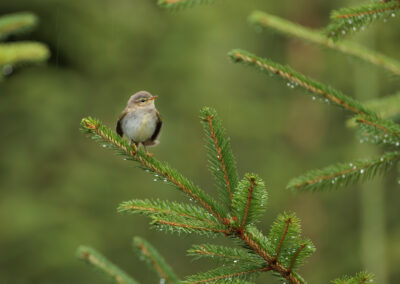 Der Fitis – Vogelfoto von Stefan Berghoff