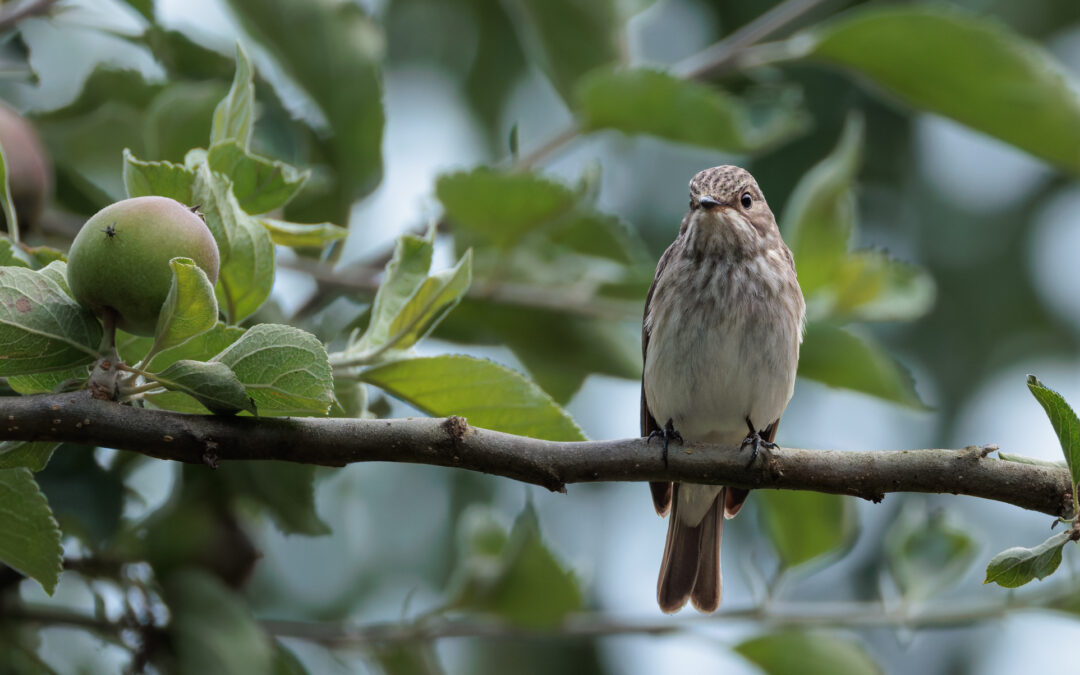Der Grauschnäpper - Vogelfoto von Stefan Berghoff