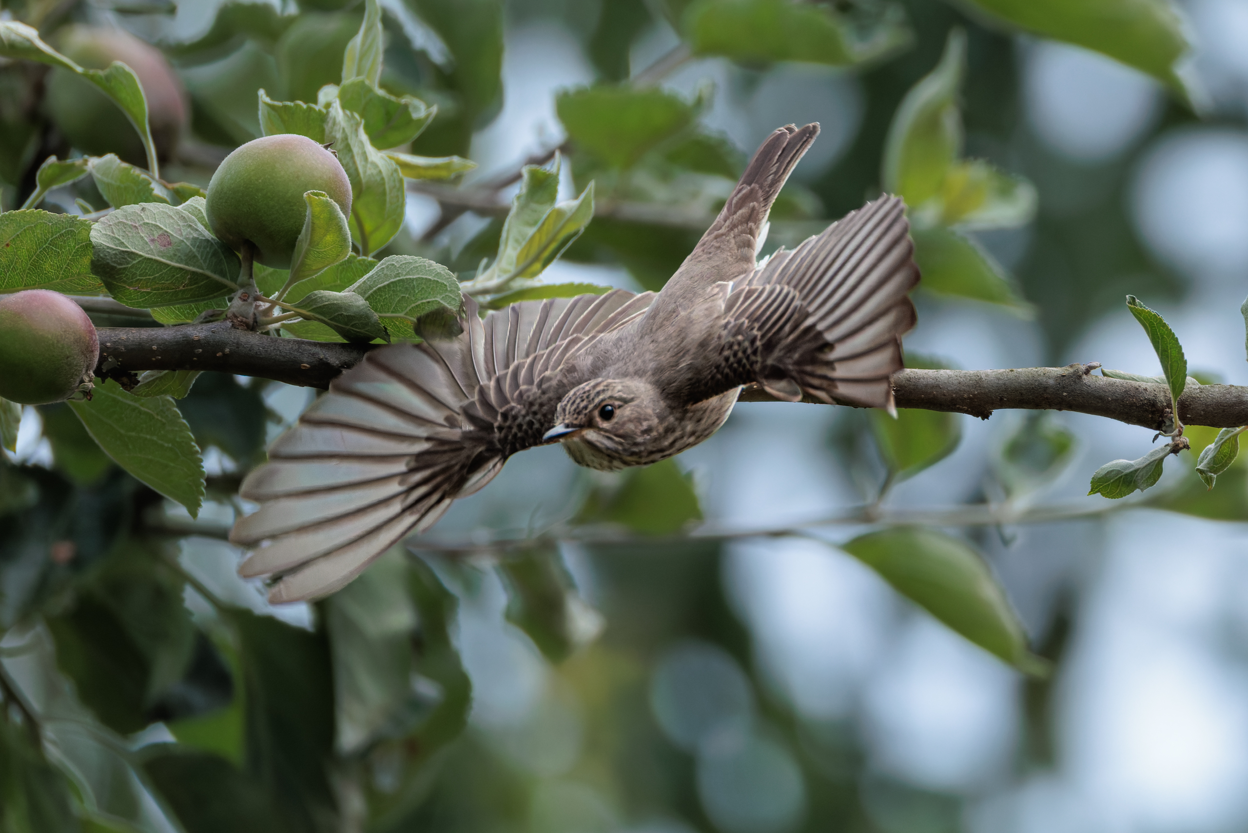 R5II9268-DxO_DeepPRIME XD2s Der Grauschnäpper (Muscicapa striata) – weiteres Foto von Stefan Berghoff