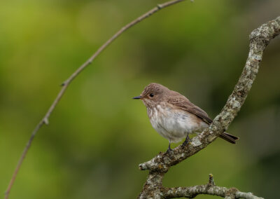Der Grauschnäpper - Vogelfoto von Stefan Berghoff
