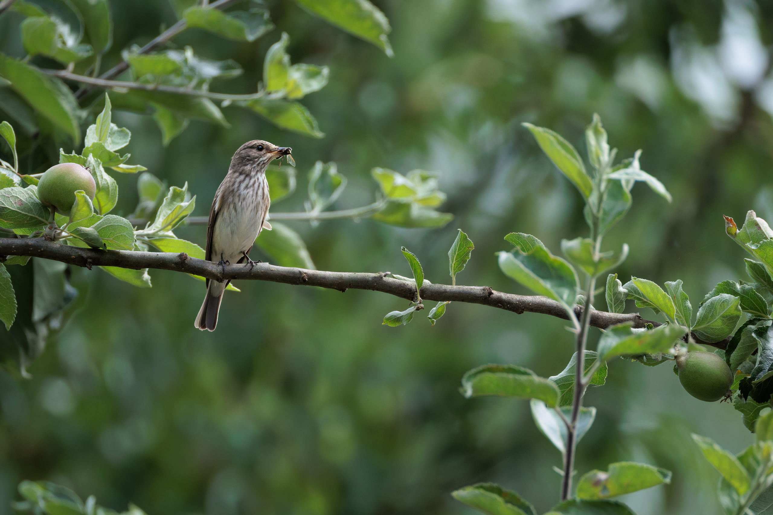 R5II9389-DxO_DeepPRIME XD2s Der Grauschnäpper (Muscicapa striata) – Vogelfoto von Stefan Berghoff