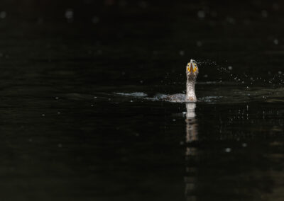 Der Kormoran – Vogelfoto von Stefan Berghoff