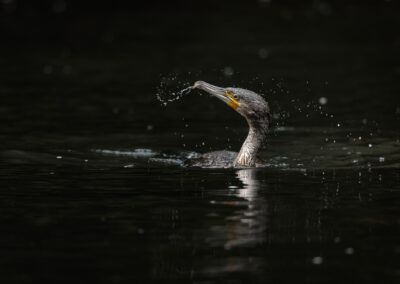 Der Kormoran – Vogelfoto von Stefan Berghoff