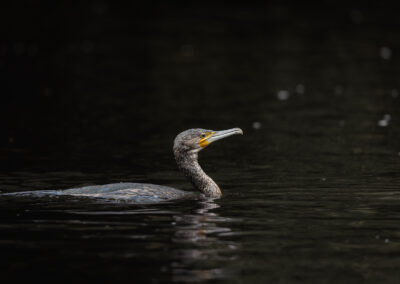 Der Kormoran – Vogelfoto von Stefan Berghoff