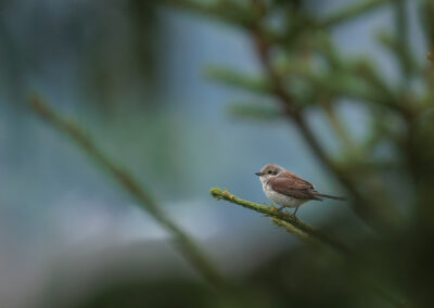 Der Neuntöter (Lanius collurio) – Vogelfoto von Stefan Berghoff