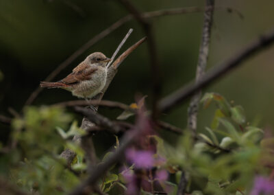 Der Neuntöter (Lanius collurio) – Vogelfoto von Stefan Berghoff