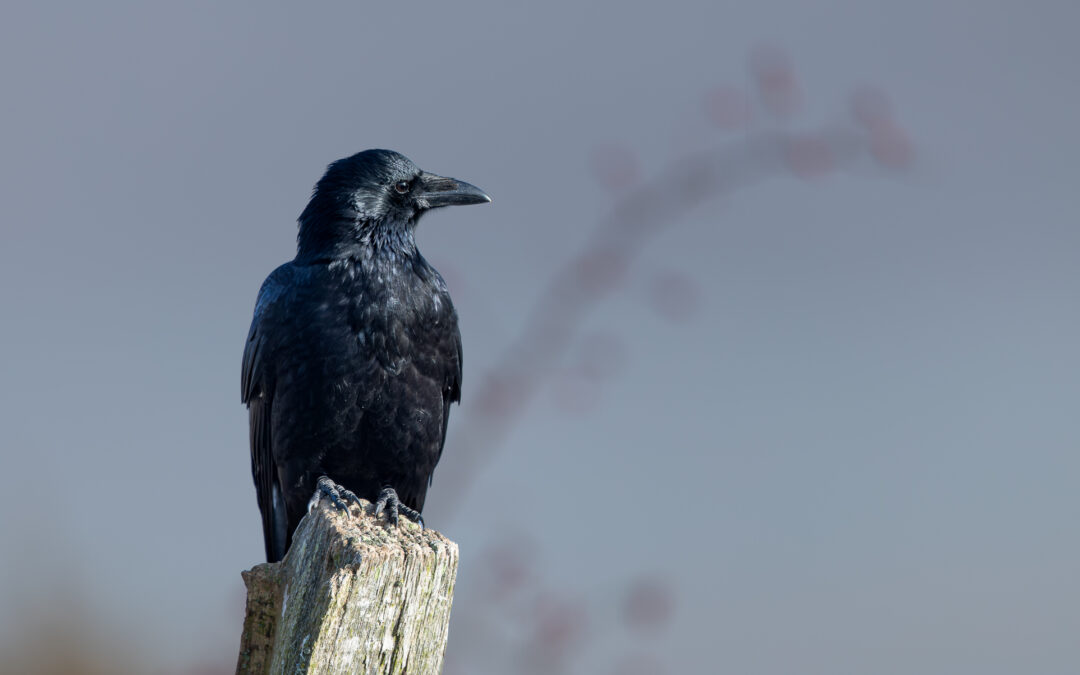Die Rabenkrähe - Vogelfoto von Stefan Berghoff
