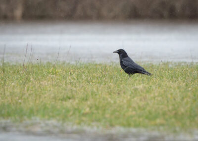 Die Rabenkrähe - Vogelfoto von Stefan Berghoff