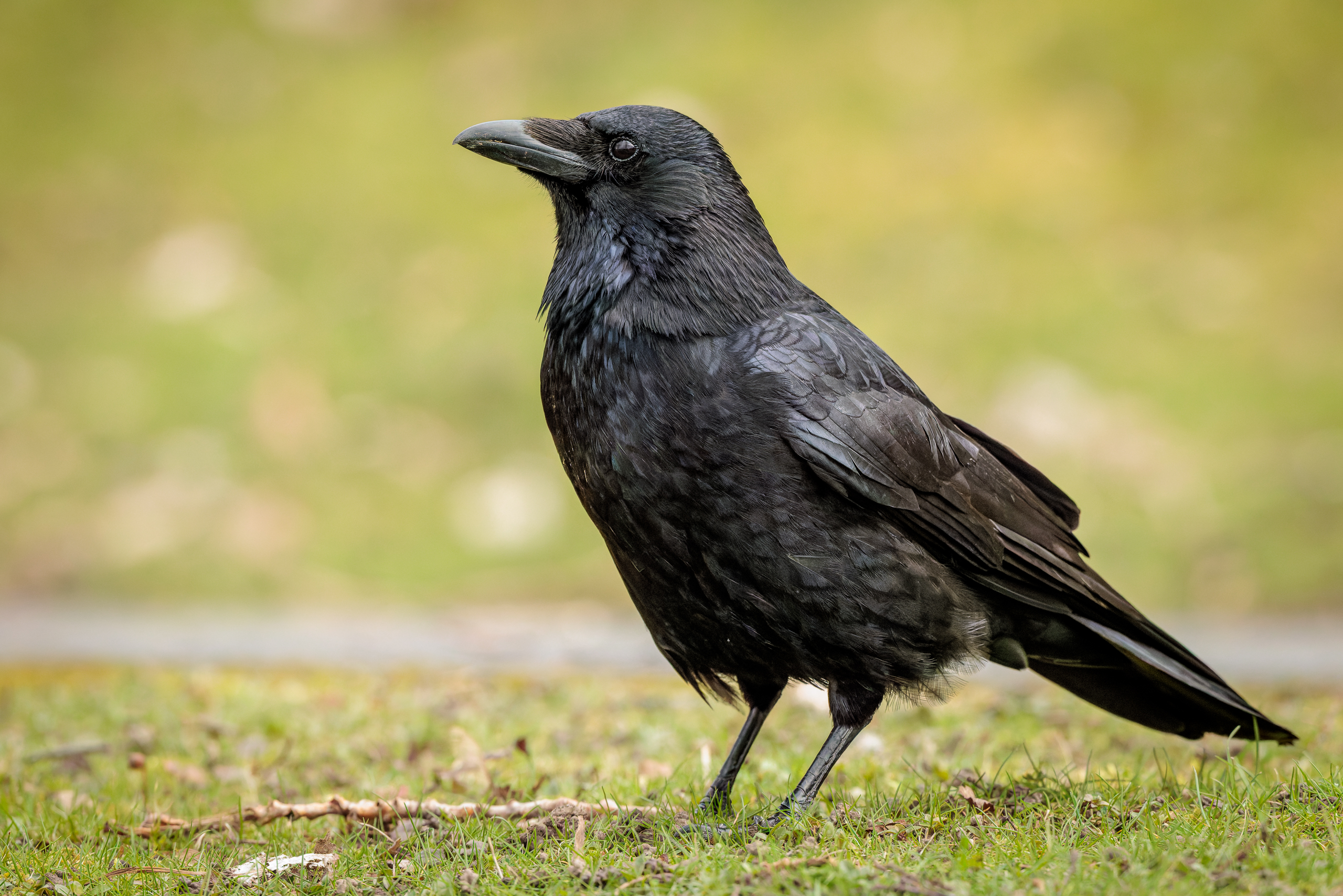 R5II9268-DxO_DeepPRIME XD2s Die Rabenkrähe (Corvus corone) – weiteres Foto von Stefan Berghoff