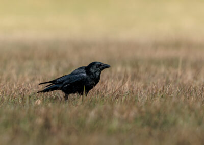 Die Rabenkrähe - Vogelfoto von Stefan Berghoff