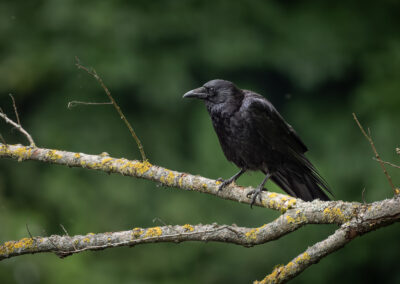 Die Rabenkrähe - Vogelfoto von Stefan Berghoff