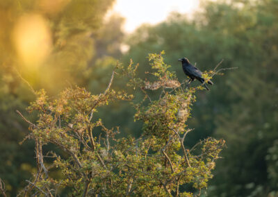 Die Rabenkrähe - Vogelfoto von Stefan Berghoff