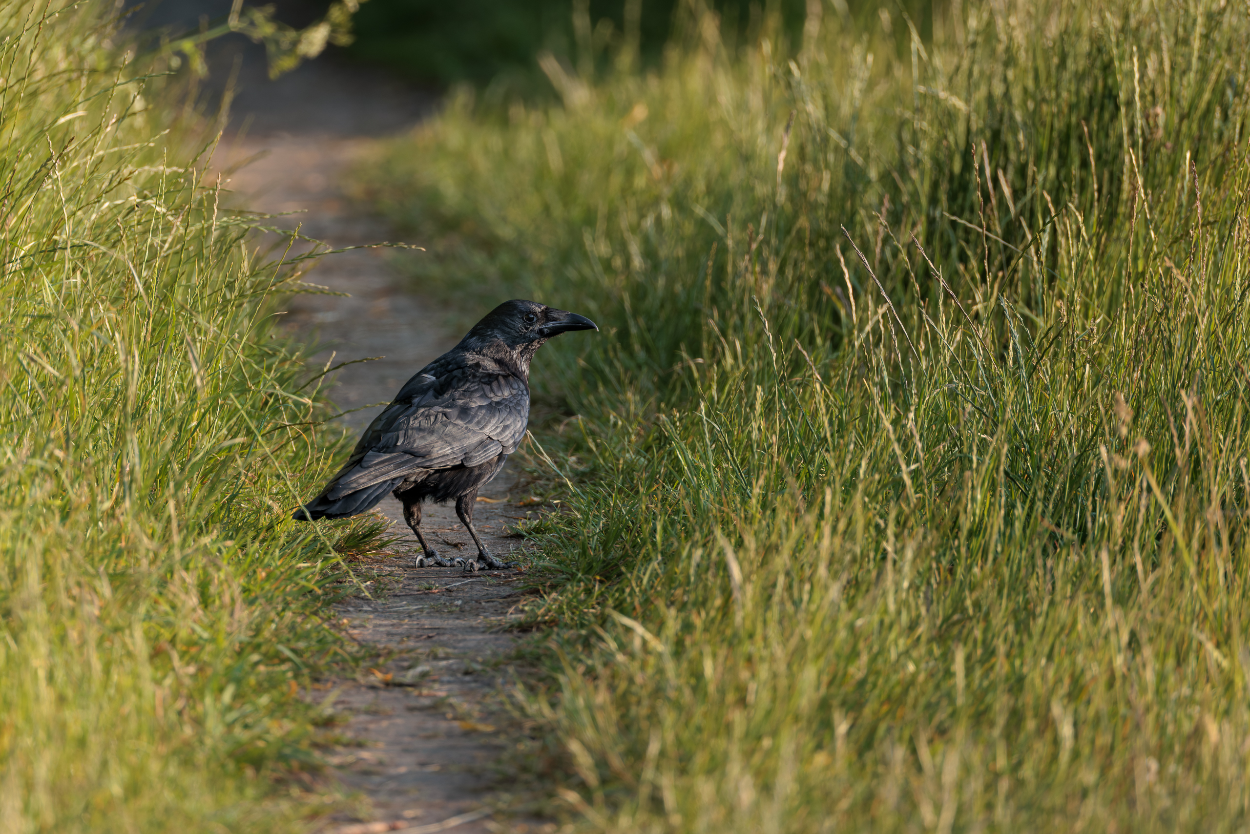 R5II9389-DxO_DeepPRIME XD2s Die Rabenkrähe (Corvus corone) – Vogelfoto von Stefan Berghoff