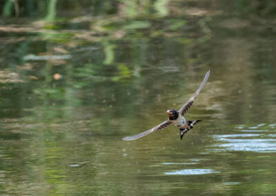 Die Rauchschwalbe – Vogelfoto von Stefan Berghoff,