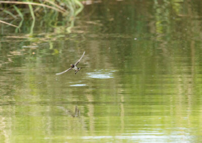 Die Rauchschwalbe – Vogelfoto von Stefan Berghoff,