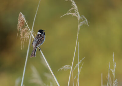 Die Rohrammer – Vogelfoto von Stefan Berghoff