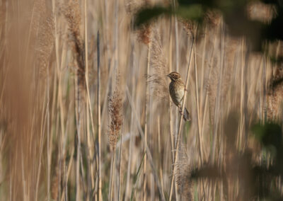 Die Rohrammer – Vogelfoto von Stefan Berghoff