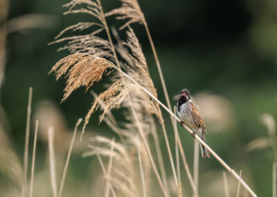 Die Rohrammer - Foto von Stefan Berghoff