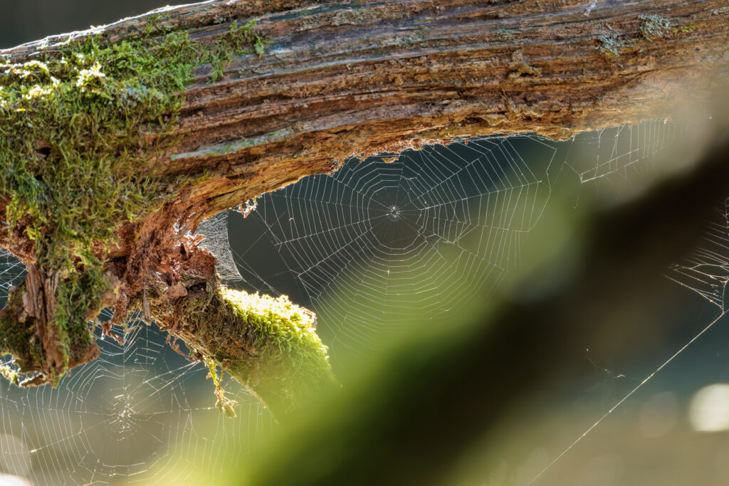 Spinnennetz am Wupperufer
