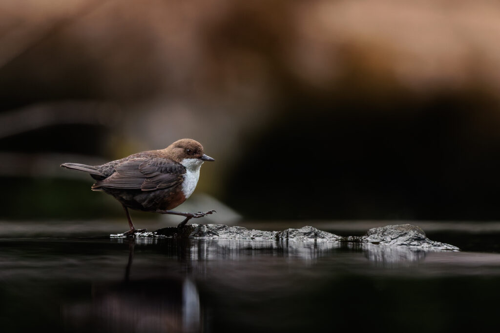 Wasseramsel auf dem Stamm