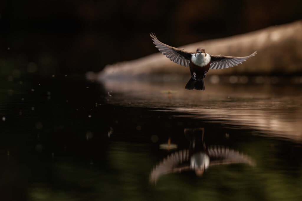 Wasseramsel im Anflug: frontal, flach über dem Wasser, die Flügel weit gespannt
