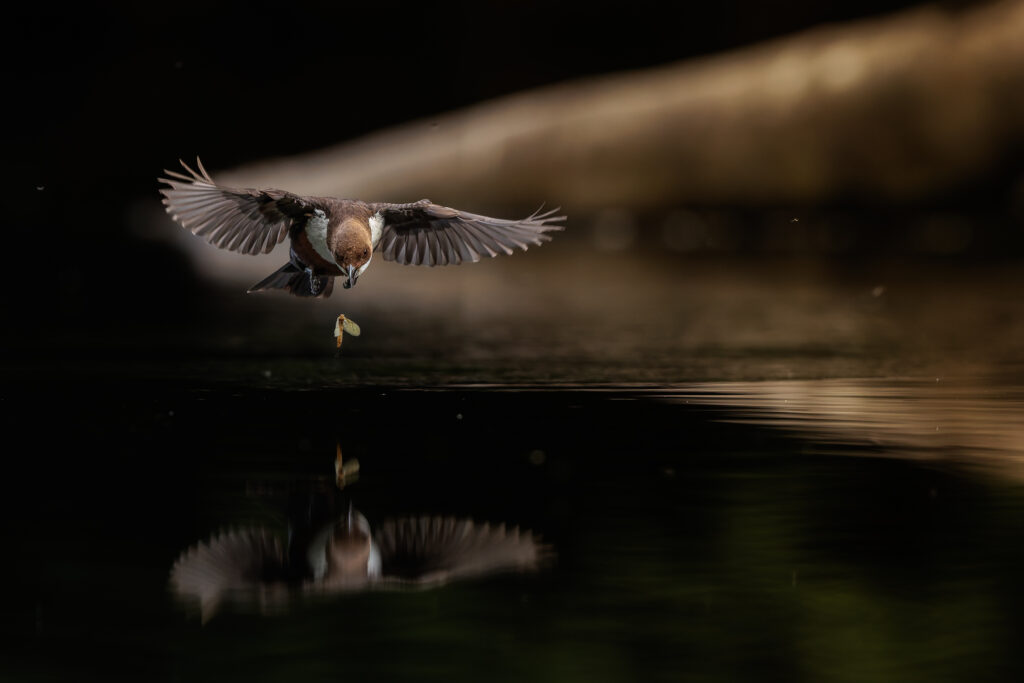 Wasseramsel schwebt mit gespreizten Flügeln über dem Wasser, unter ihr fällt ein Insekt